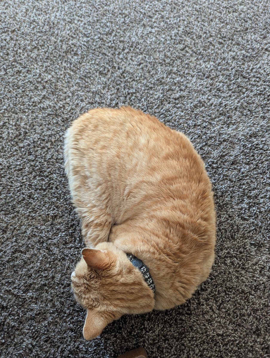 Orange cat curled on gray carpet
